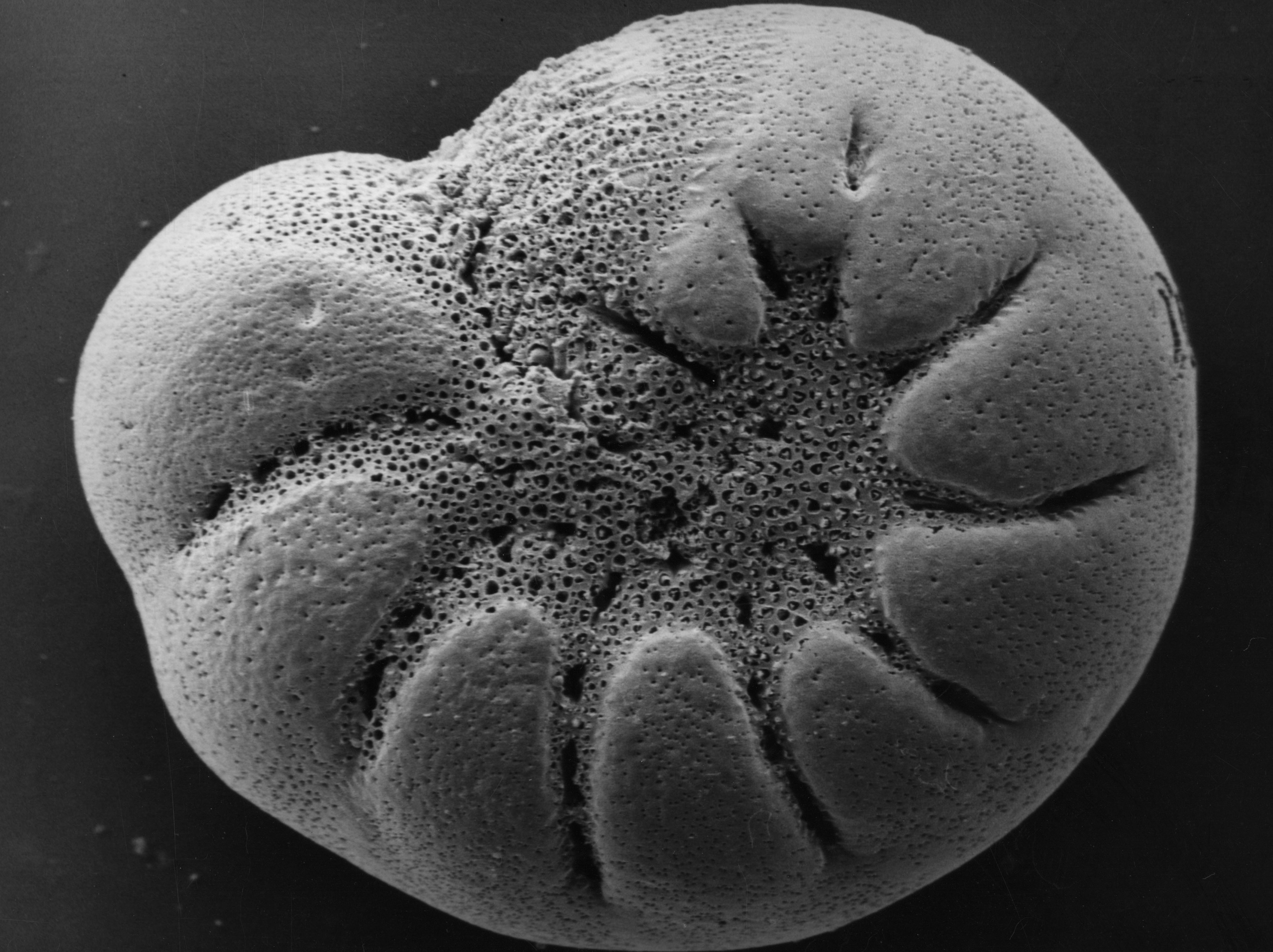 Elphidium sp., Elphidium sp.,