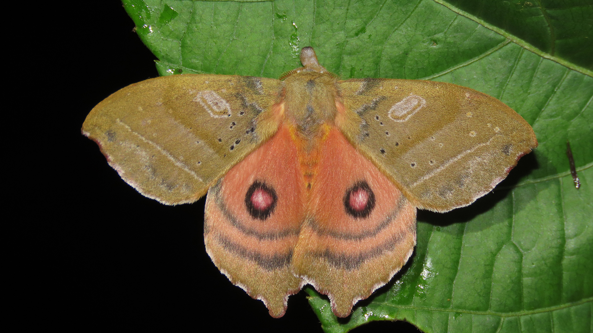 Automerina caudatula (Saturniidae)
