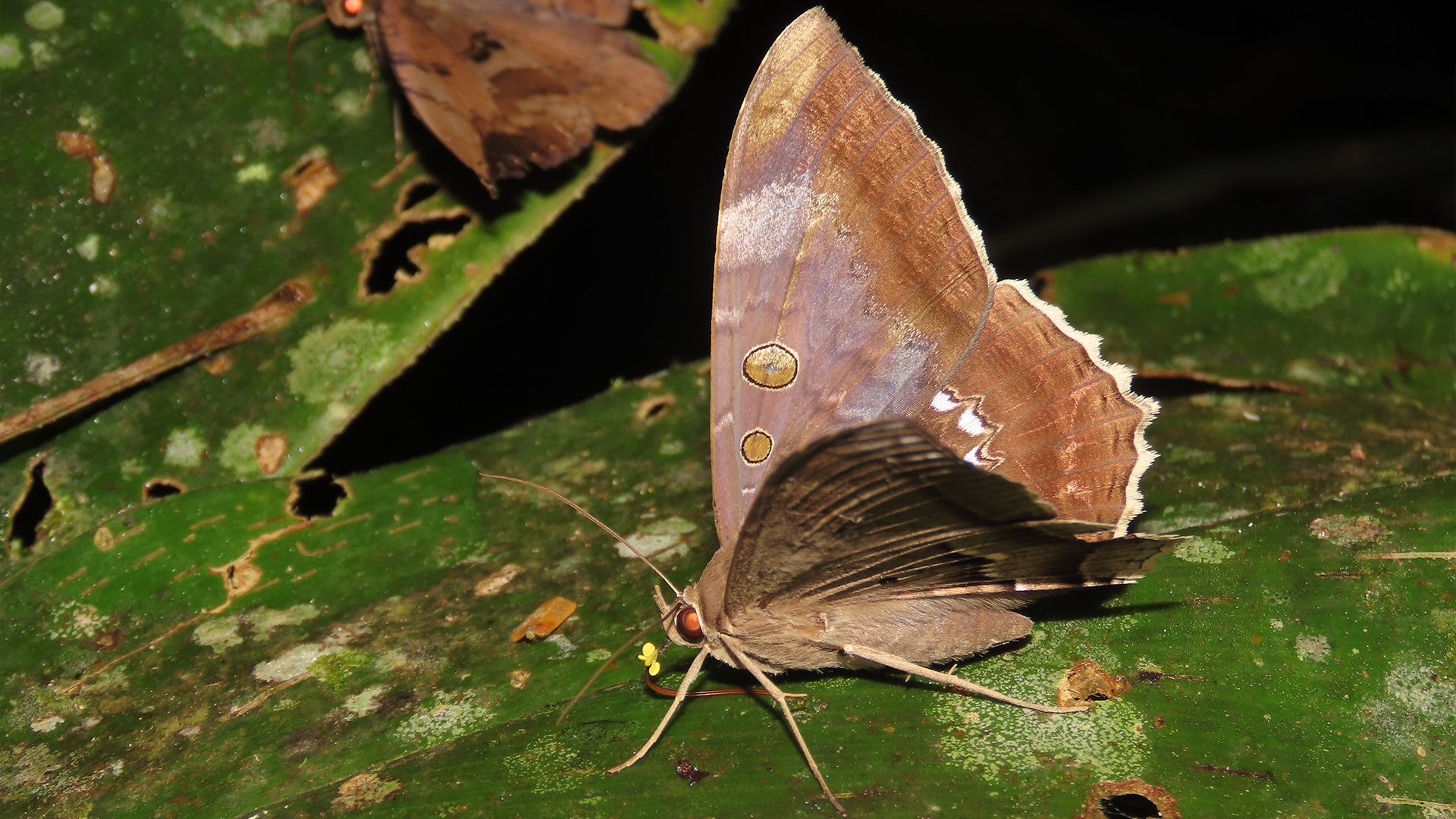 Cyclopis caecutiens (Erebidae)