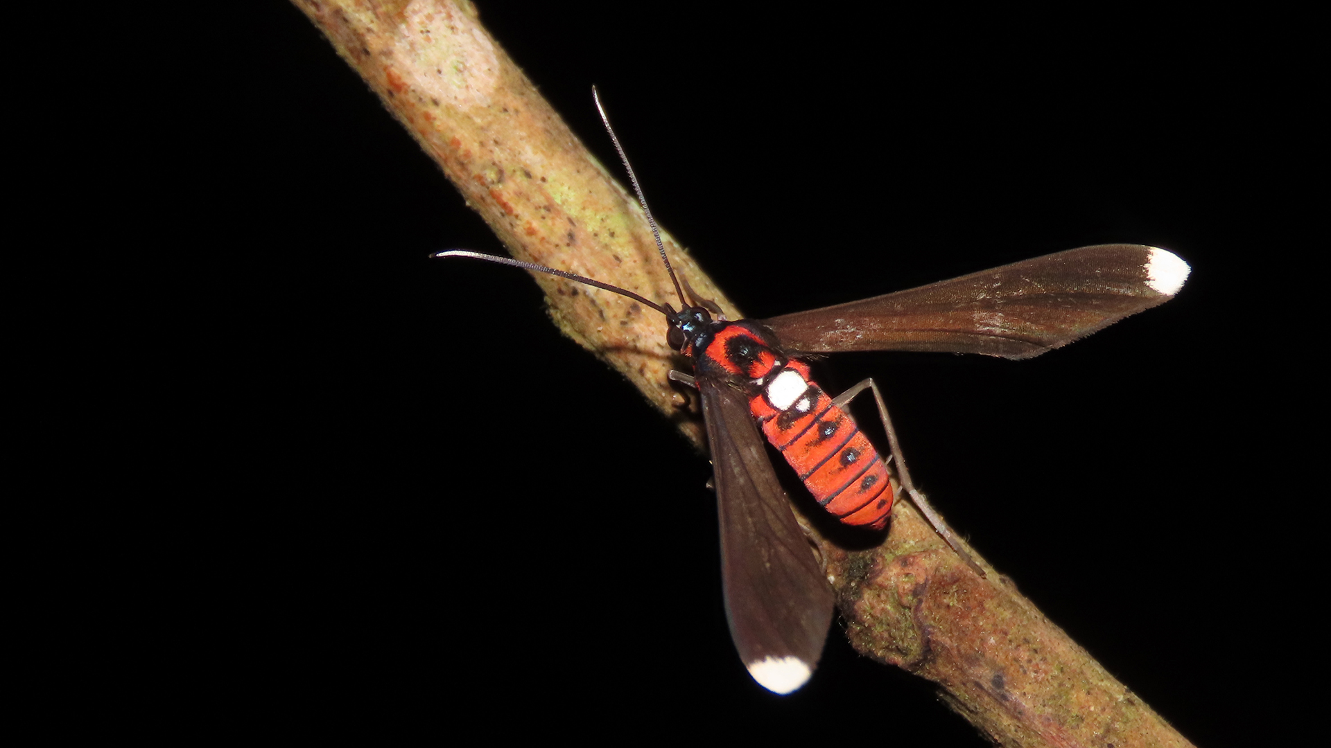Horamella fassli (Familia Erebidae)