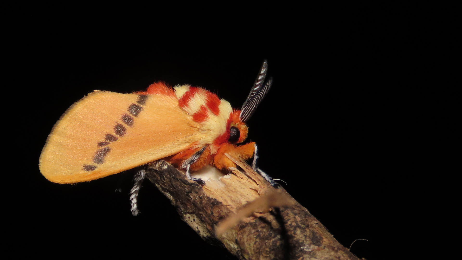 Trosia tolimata (Megalopygidae)