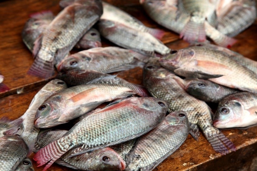 Oreochromis sp. Oreochromis sp.