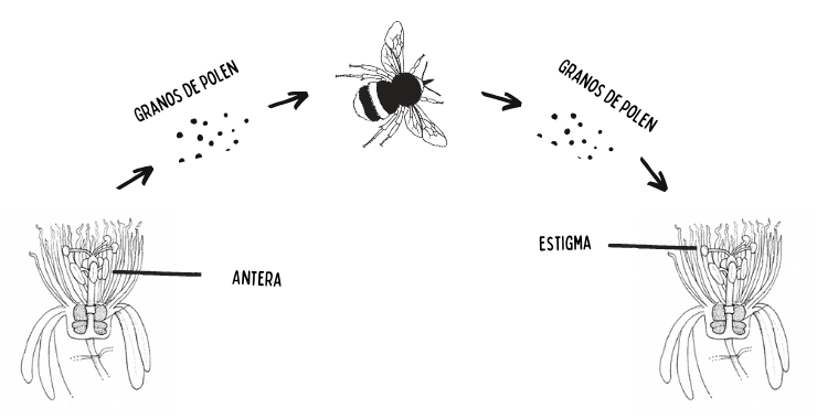 Transferencia de polen desde las anteras (parte masculina) y el estigma (parte femenina) entre las flores del maracuyá (Passiflora alata) realizada por abejas del género Xylocopa