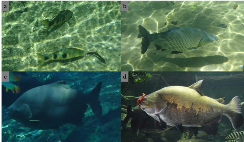 Especies de peces