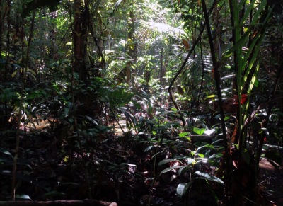 Reserva Forestal Adolpho Ducke, em Manaus, Brasil