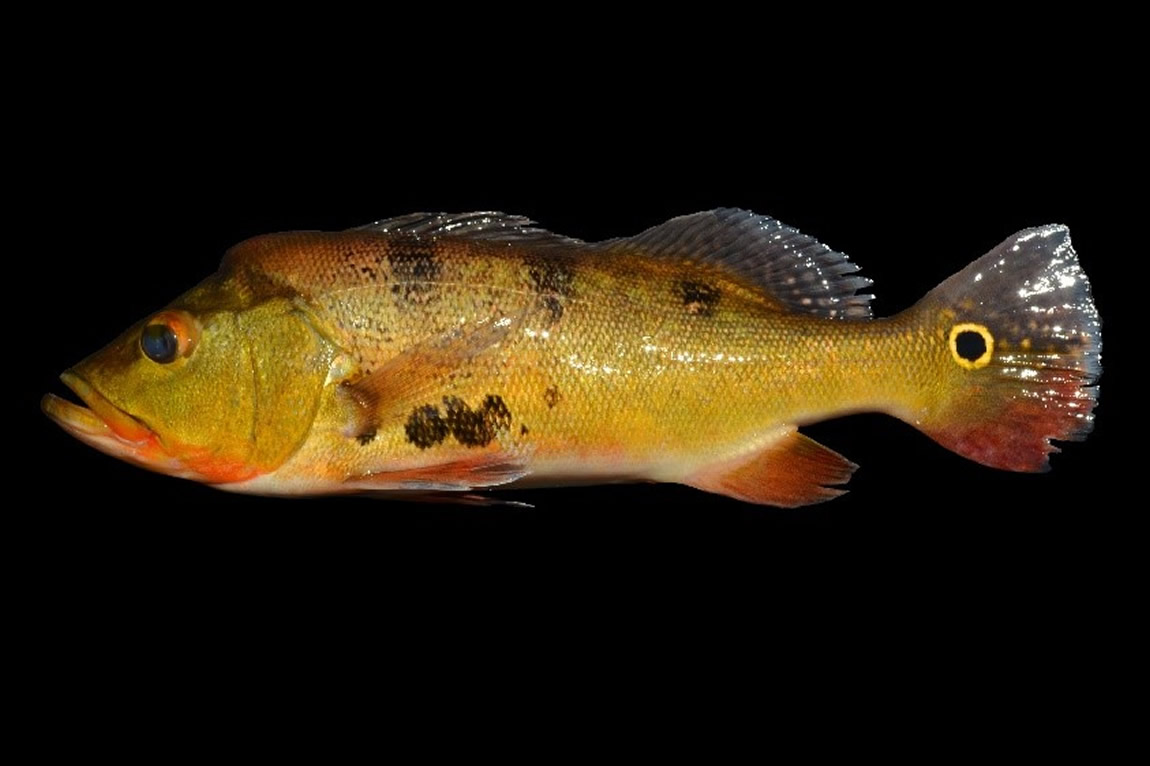 Tucunaré amarillo no nativo, Cicha kelberi.