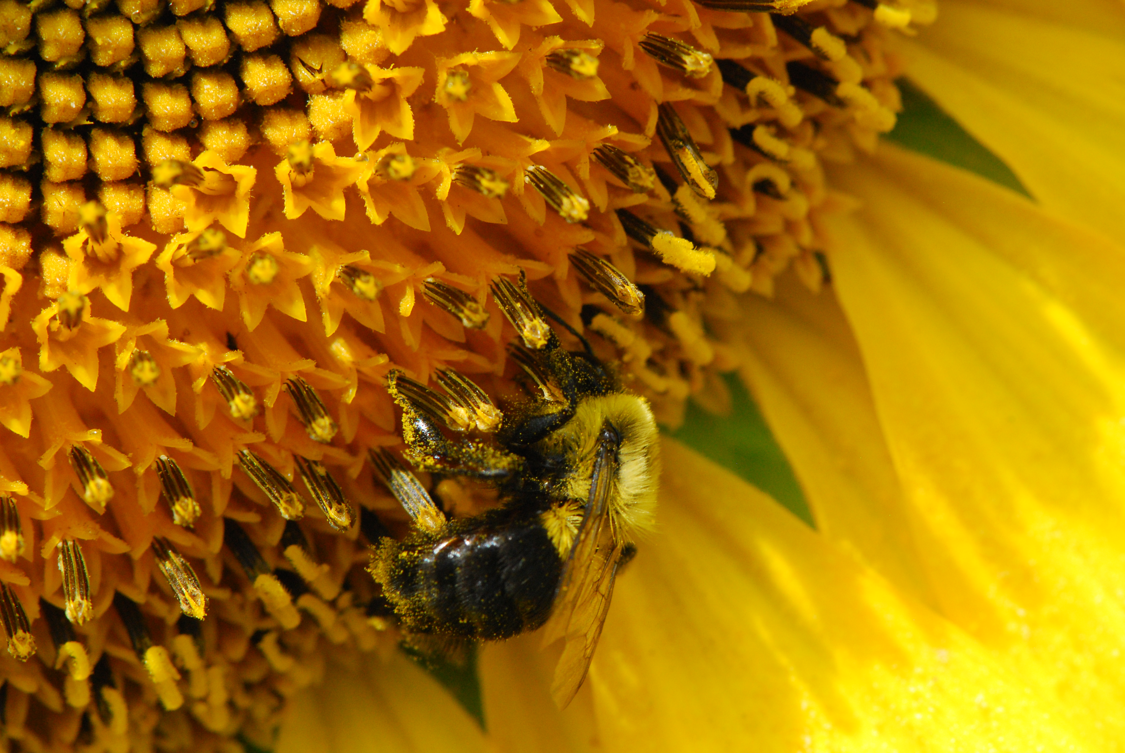 Abeja polinizadora Abeja polinizadora