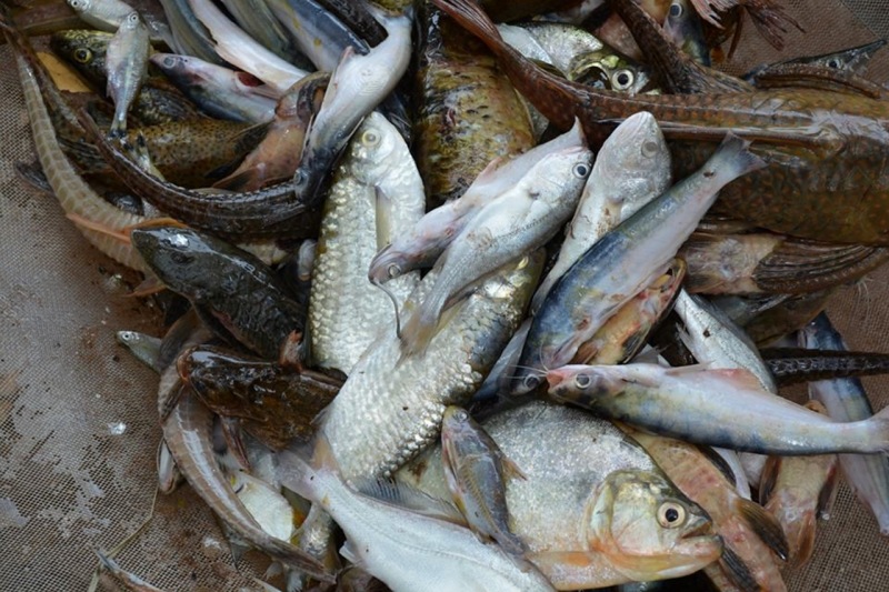 36% dos peixes da bacia do rio Paranapanema são não nativos.