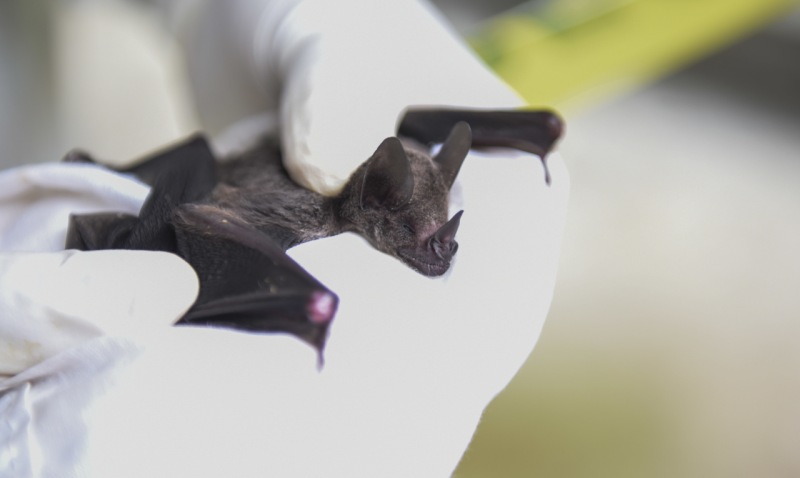 Os morcegos podem ser reservatórios naturais de agentes infecciosos