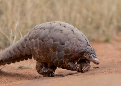 Pangolim em uma reserva na África do Sul.