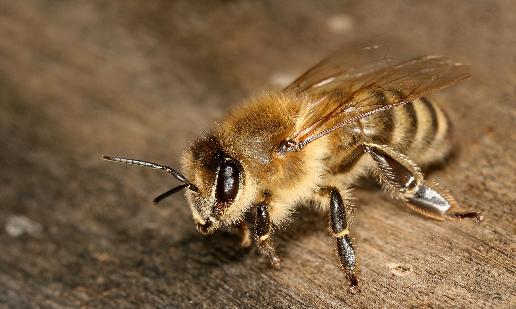 Abeja exótica invasora (Apis mellifera)