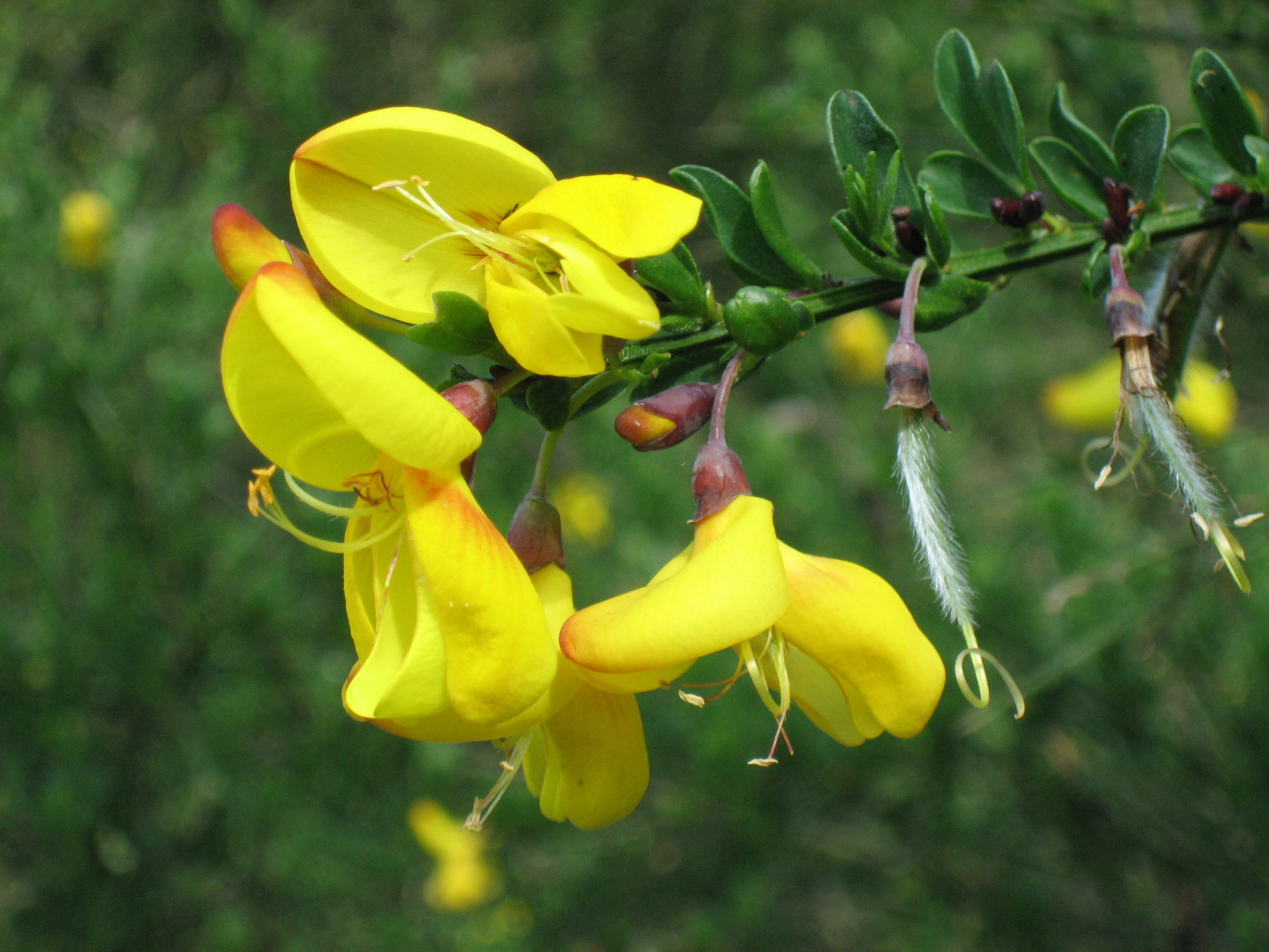 Especie exótica invasora (Cytisus scoparius)
