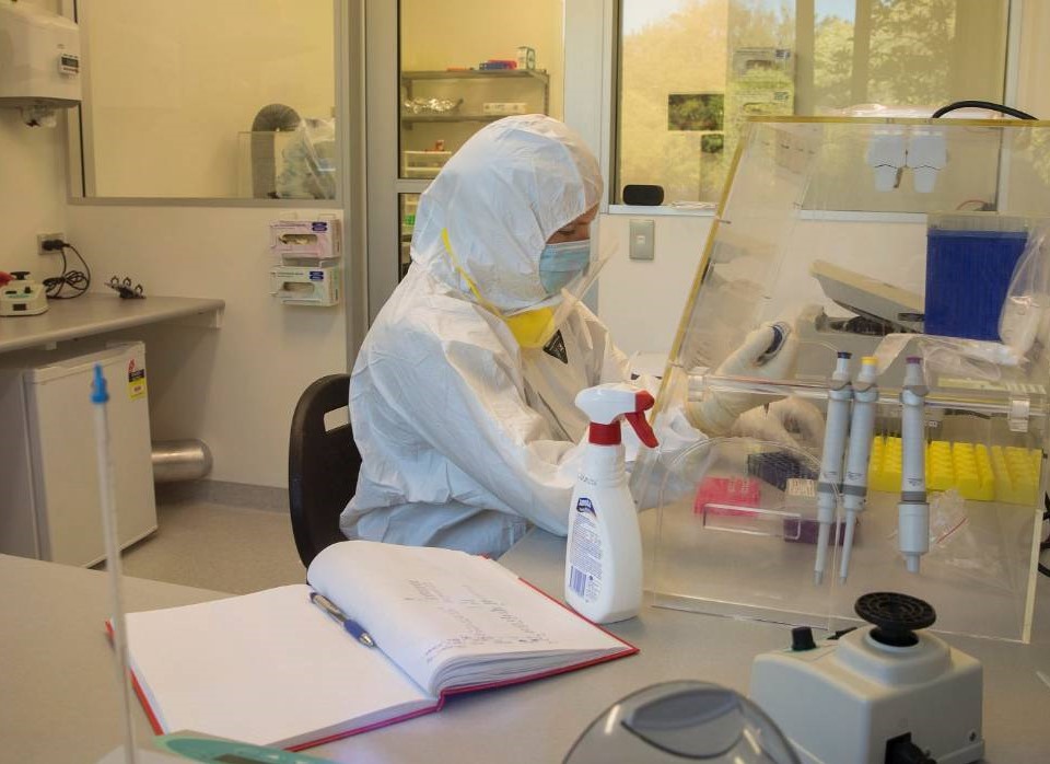 Francisca trabalhando na extração de DNA antigo. Francisca trabalhando na extração de DNA antigo.