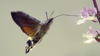 Mariposa esfinge-colibri