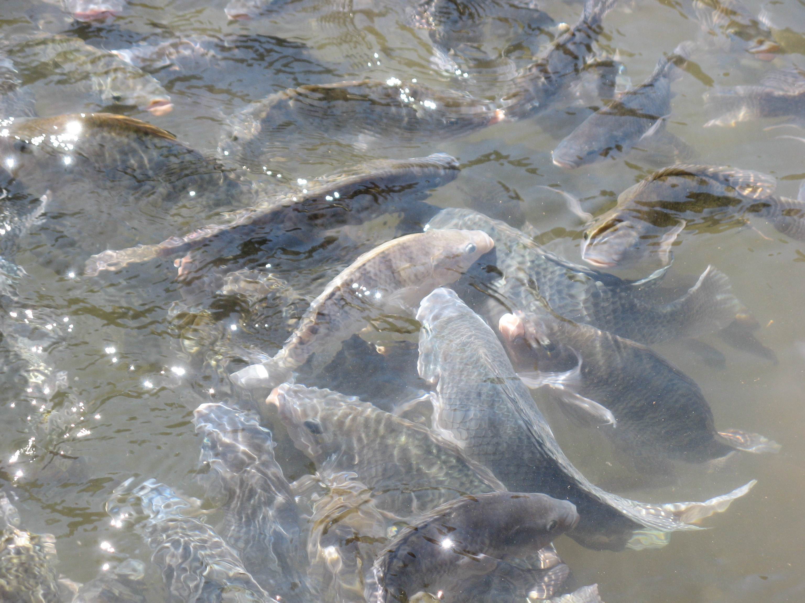 criação de tilápias