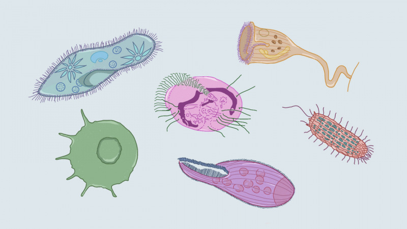 Los protozoos presentan una increíble diversidad de formas y funciones, lo que los convierte en organismos muy interesantes y curiosos.