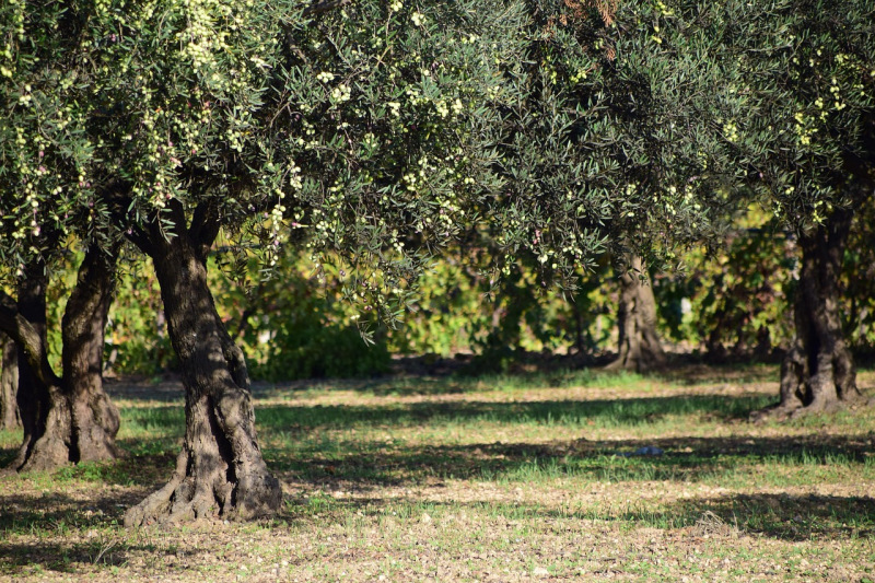 Olivos palestinos. / Foto: Pixabay - ulleo