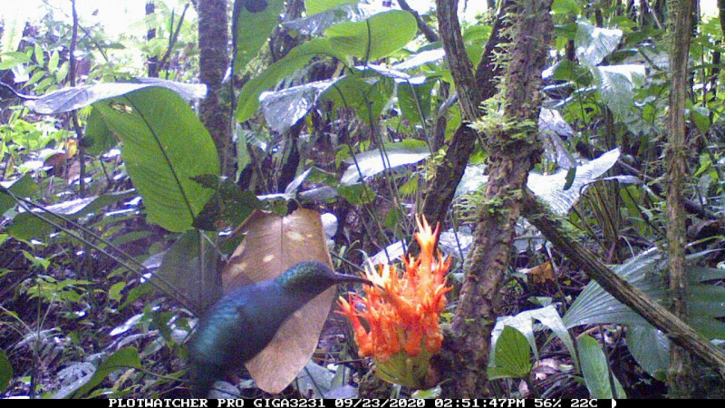 Las cámaras automáticas registran cada visita de los colibríes a las plantas en los Andes ecuatorianos