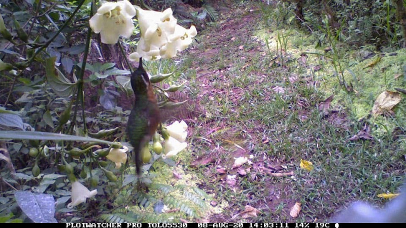 Colibrí: cada especie tiene un pico con un tamaño y una curvatura únicos, que determinan qué flores puede visitar.
