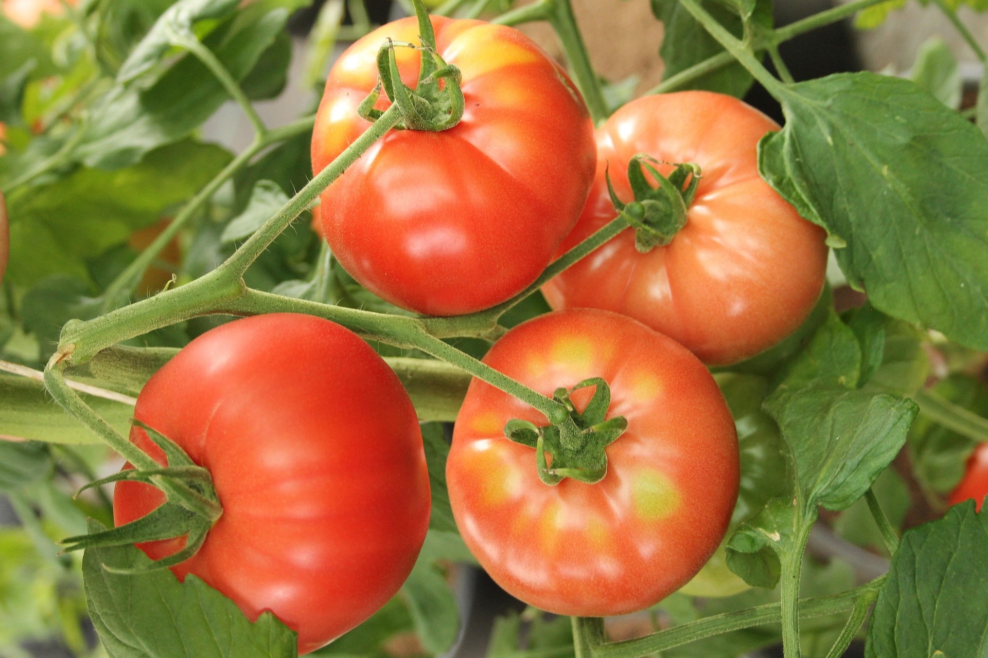 Tomates en la planta Tomates en la planta