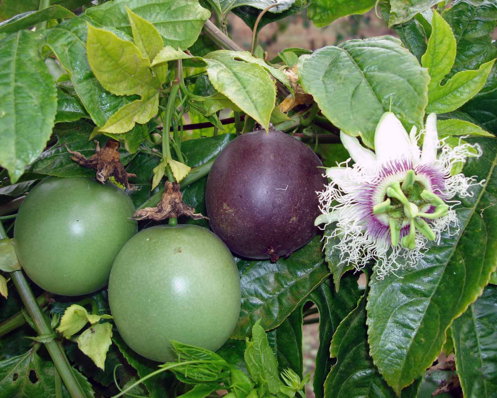 Maracuyá Maracuyá