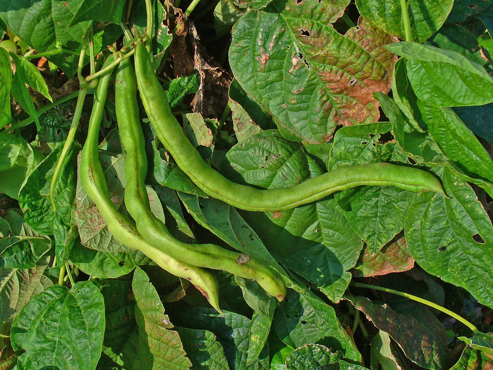 Frijoles comunes en la planta, Phaseolus vulgaris Frijoles comunes en la planta, Phaseolus vulgaris
