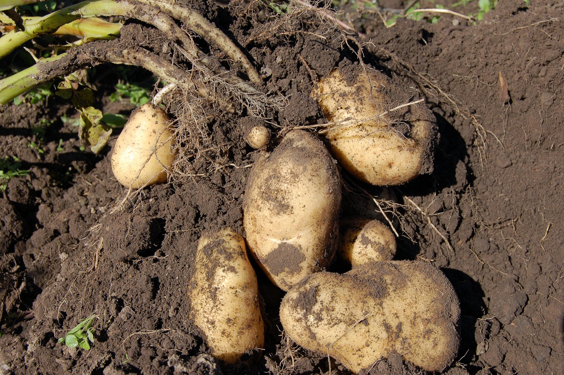 Papas fuera de la tierra Papas fuera de la tierra