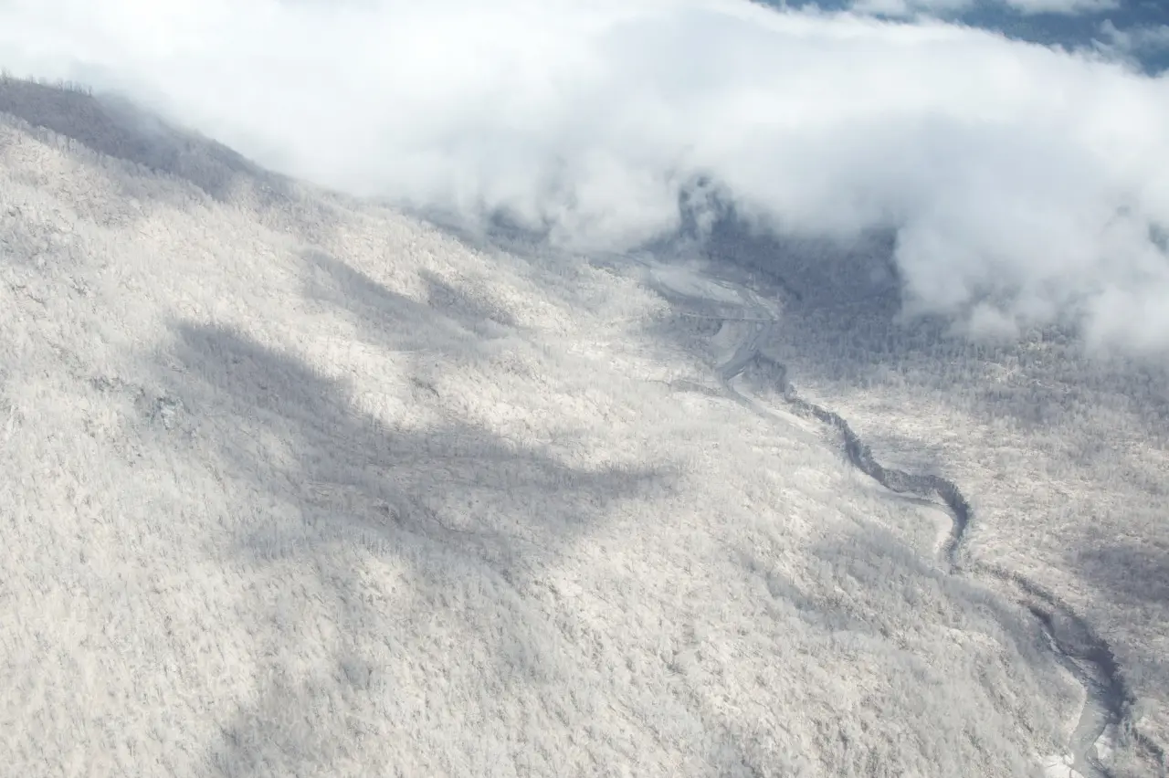 Bosque cubierto de cenizas causadas por incendios. Las cenizas son transportadas por el viento y la lluvia hacia los ambientes acuáticos, generando diversos impactos en el ecosistema.