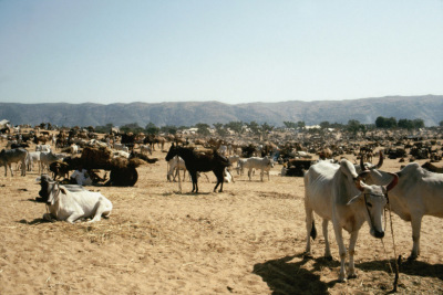 Gado rebanho na zona árida