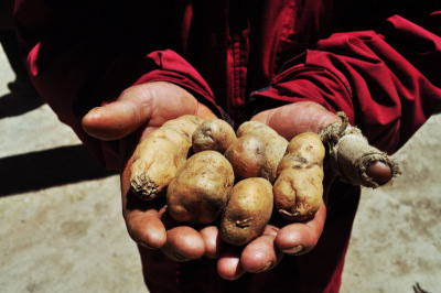 Papa de los Andes en manos