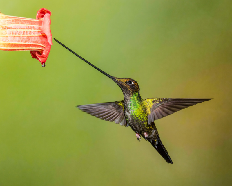 Colibrí de pico-de-espada (<em>Ensifera ensífera</em>). La coevolución fue el resultado de las interacciones entre la flora y la fauna, con el objetivo de garantizar su supervivencia. Ser consciente de ello es el primer paso para la conservación de las especies y los ecosistemas.