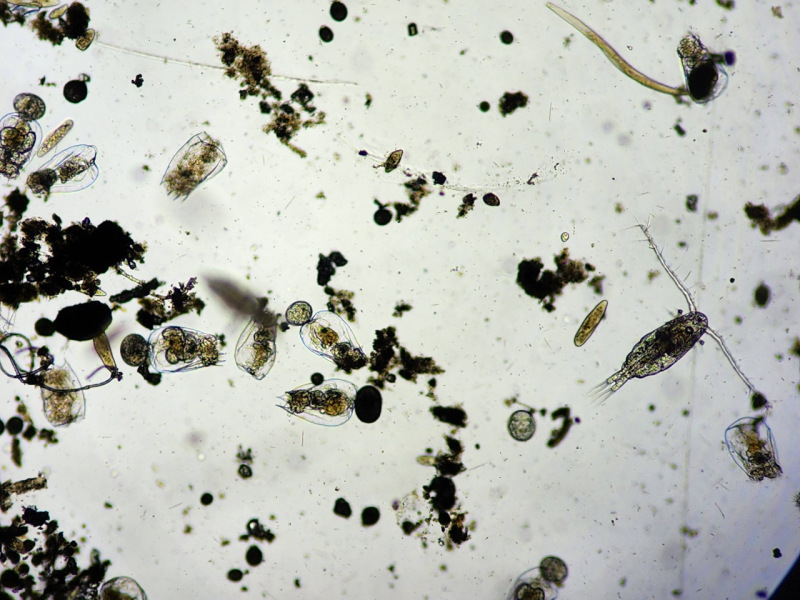 Zooplâncton, organismos microscópicos de água doce.