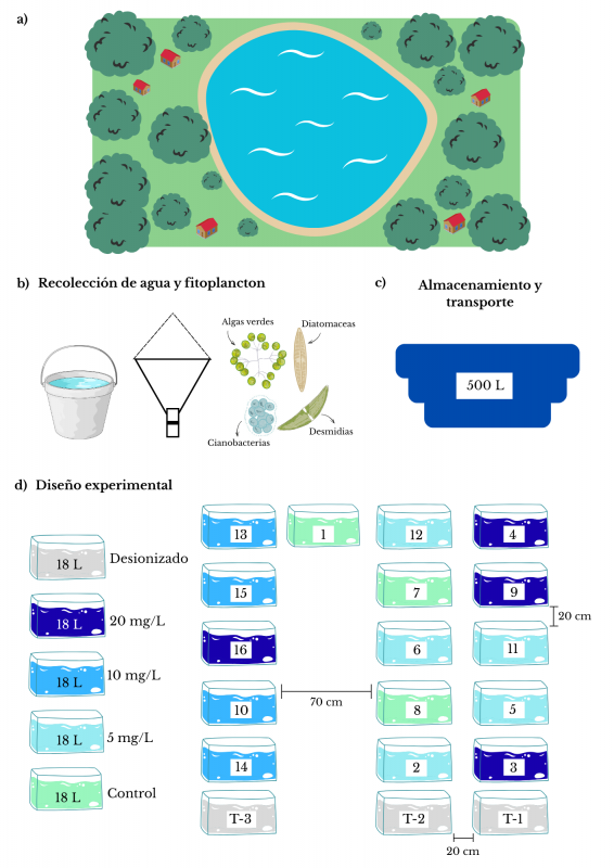 Experimento de agua y microalgas