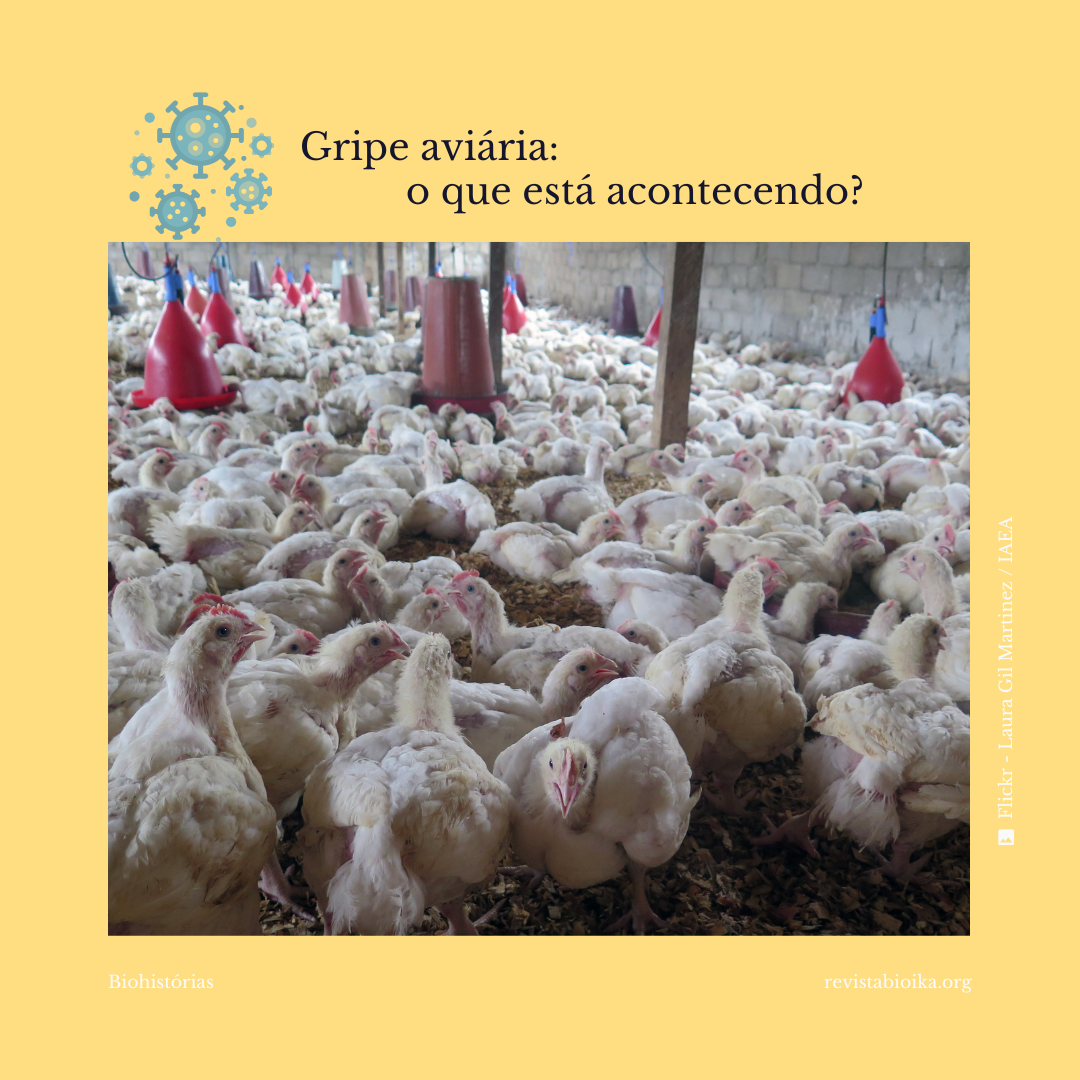 Biohistoria: gripe aviar Biohistoria: gripe aviar
