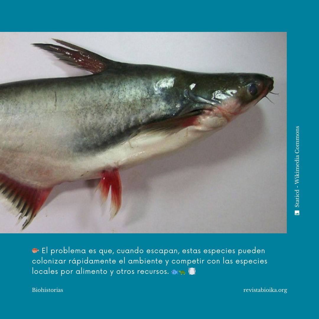Biohistoria (2 de 3): ¿Sabías que 1/3 de las especies utilizadas en la acuitultura son exóticas? Biohistoria (2 de 3): ¿Sabías que 1/3 de las especies utilizadas en la acuitultura son exóticas?