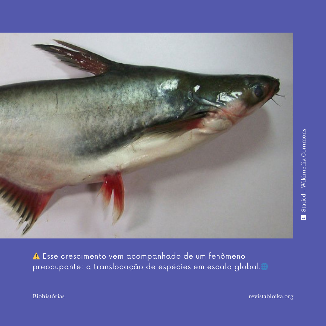 Biohistoria (2 de 3): ¿Sabías que 1/3 de las especies utilizadas en la acuitultura son exóticas? Biohistoria (2 de 3): ¿Sabías que 1/3 de las especies utilizadas en la acuitultura son exóticas?