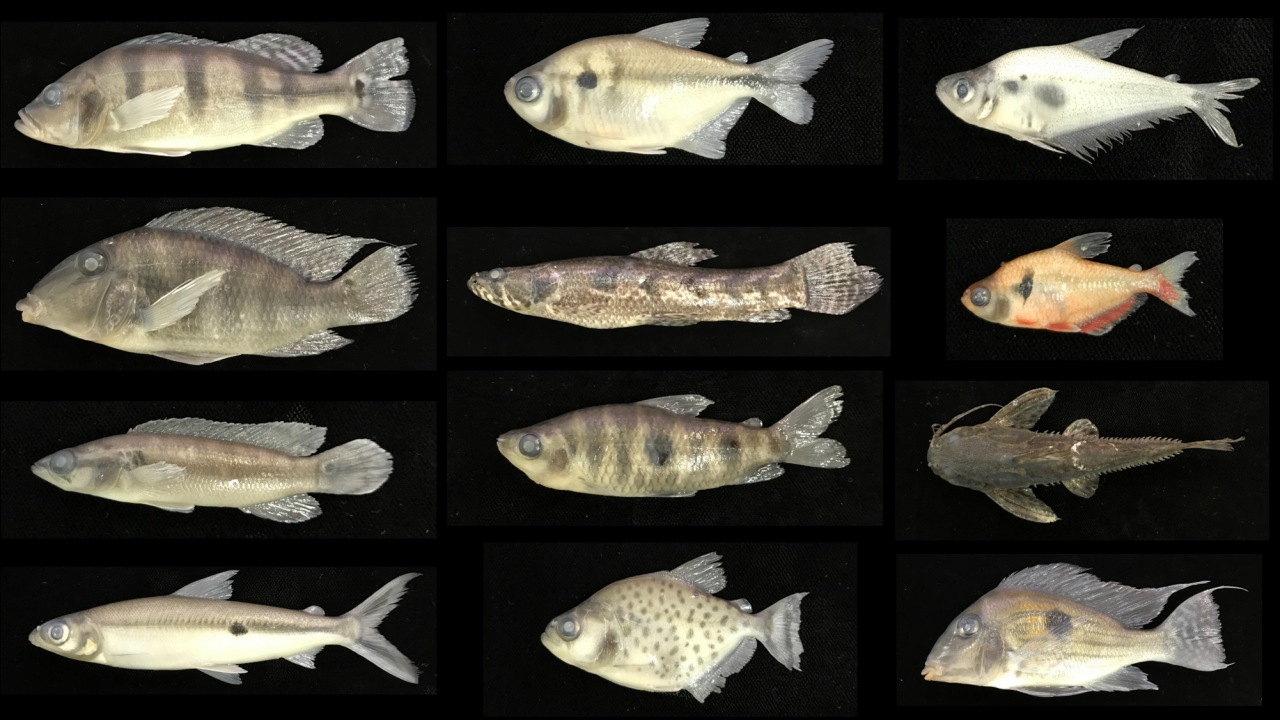 Diversidad de peces en el río Paraná