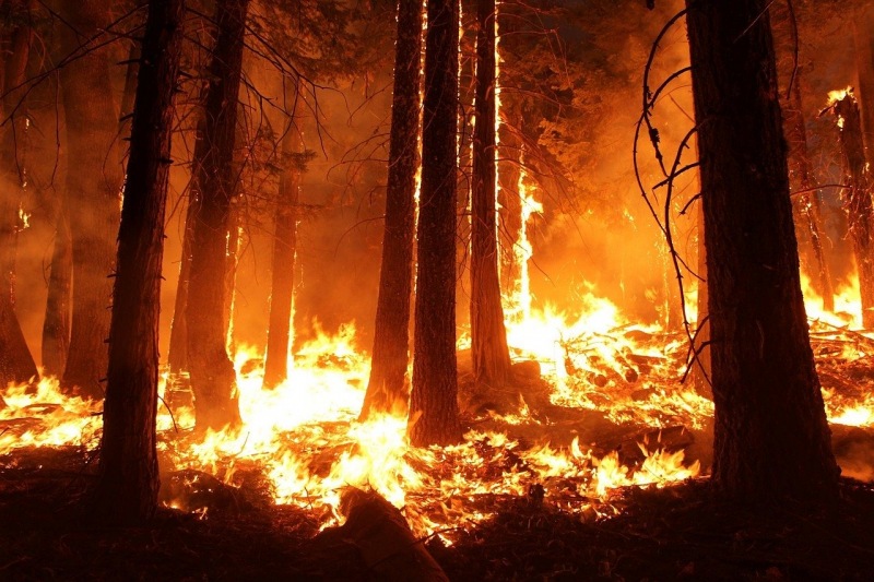 Incendios forestales en la amazonía