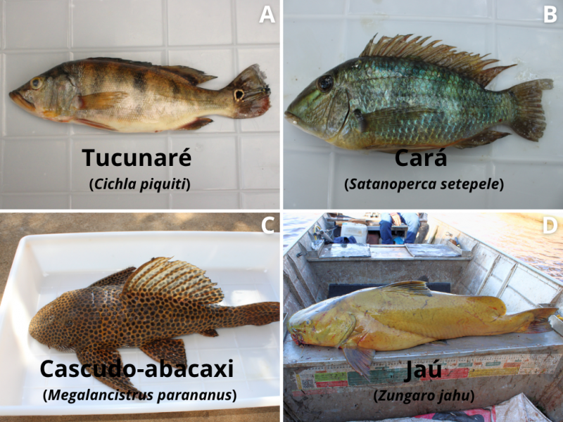 Peces aprovechados en el embalse de Itaipú