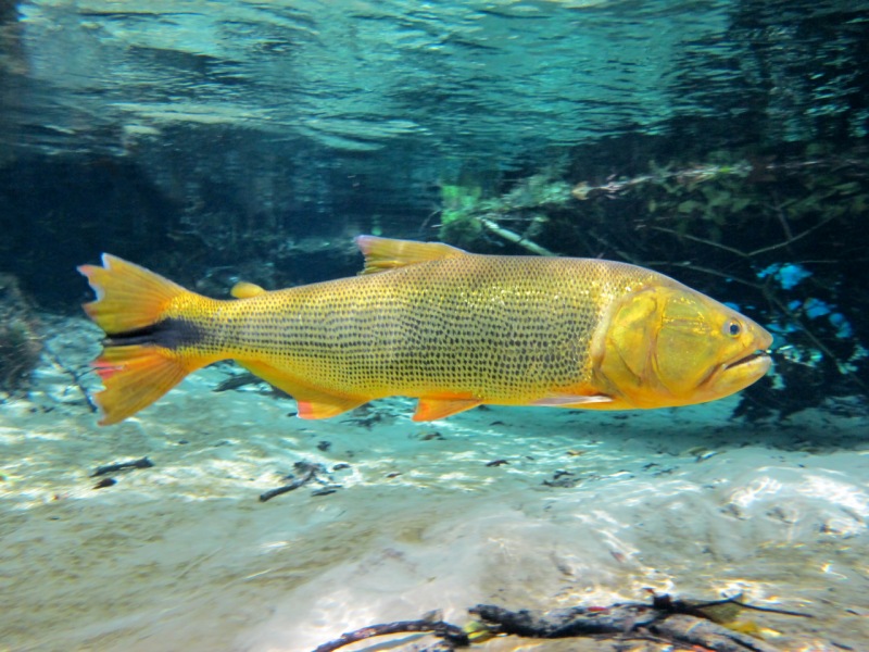 Peixe dourado emperra publicação de lista de animais em extinção