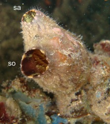 Ascídia solitária