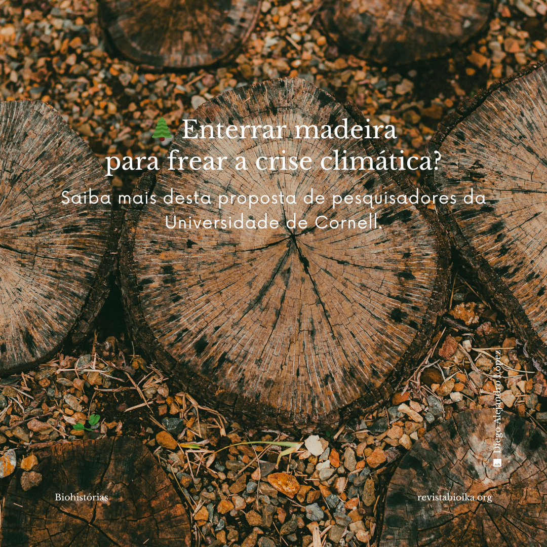 Biohistoria: Enterrar madera para frenar el cambio climático Biohistoria: Enterrar madera para frenar el cambio climático