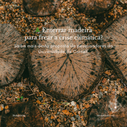Biohistória: Enterrar madeira para frear a crise climática