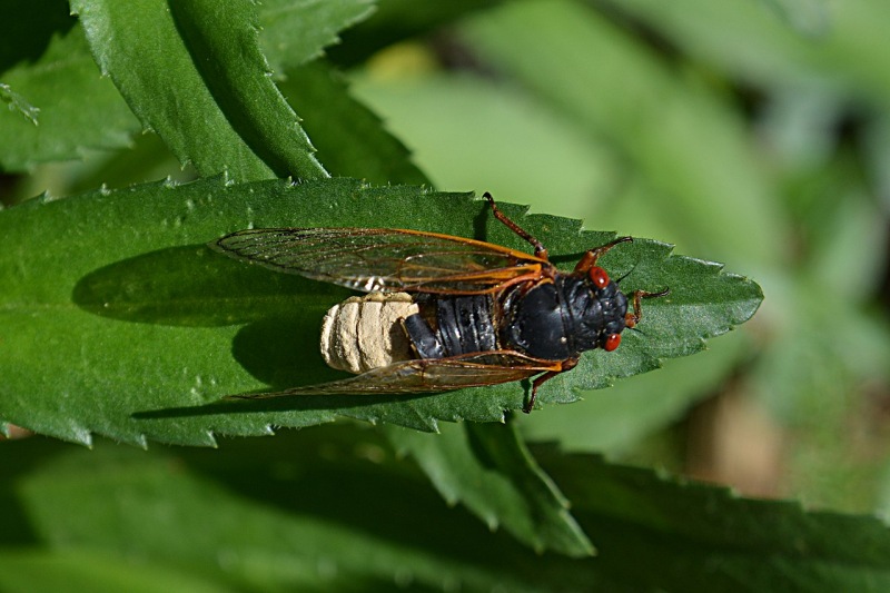 Cicada Brood X infectada por el hongo, que es la masa más ligera en la parte inferior del abdomen del insecto.